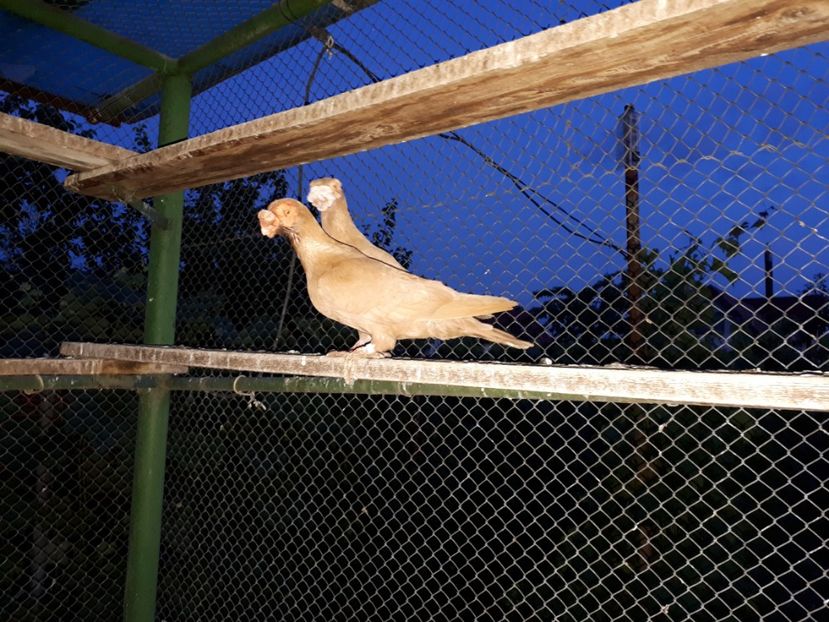 17.06 d - H _ carunculați 2018