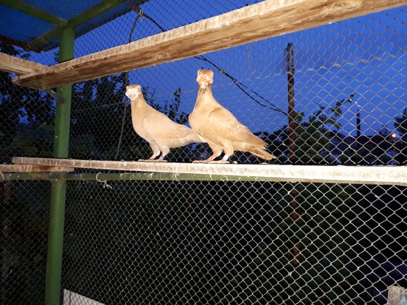 17.06 e - H _ carunculați 2018