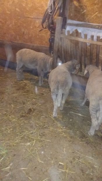  - Berbecii miori 2018