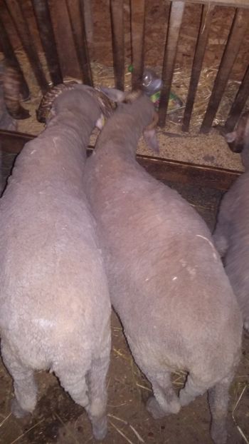  - Berbecii miori 2018