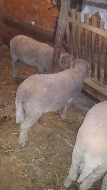  - Berbecii miori 2018