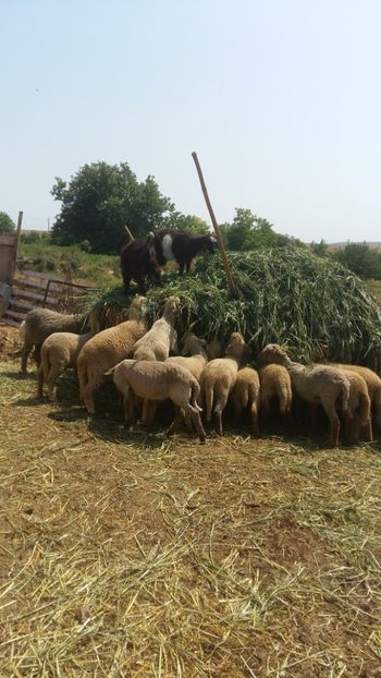  - Ultima generație martie aprilie 2018