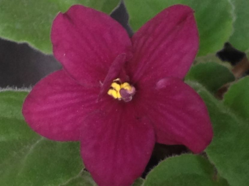 AE Slava Rosii - Violete de colecție cand nu poti sa te oprești 2018aprilie