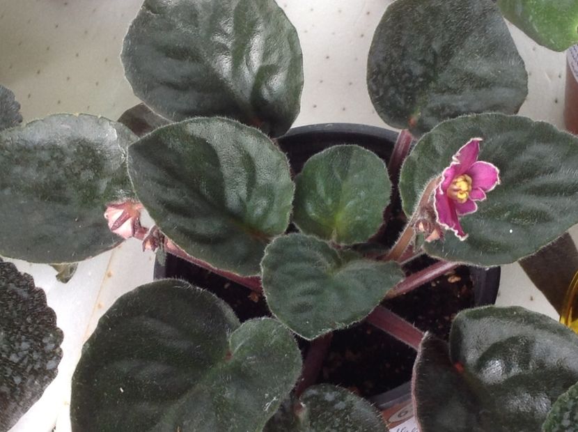 Ode to Beauty - Violete de colecție cand nu poti sa te oprești 2018aprilie