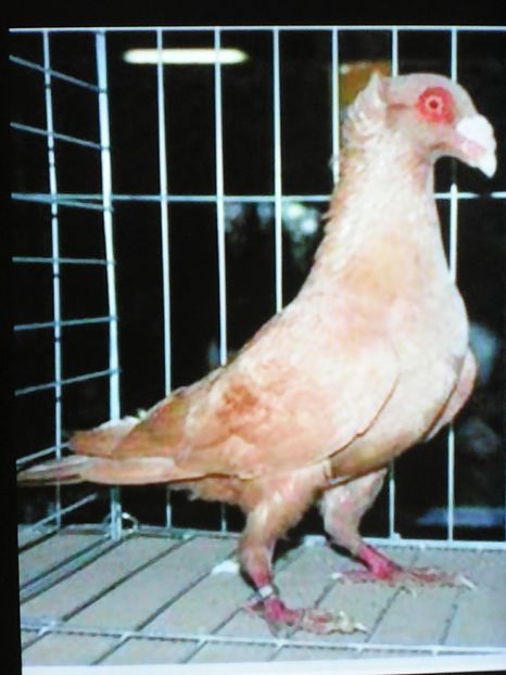 Bagdet ceh de Ostrov - VOIAJORI DE FRUMUSETE BAGDETI INDIENI GERMANII