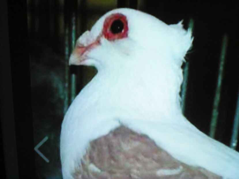  - VOIAJORI DE FRUMUSETE BAGDETI INDIENI GERMANII