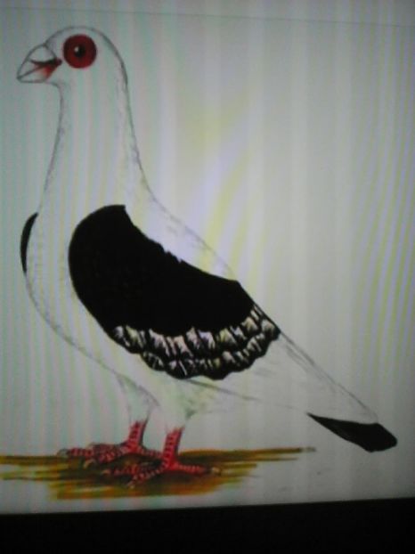 Bagdet Ceh - VOIAJORI DE FRUMUSETE BAGDETI INDIENI GERMANII