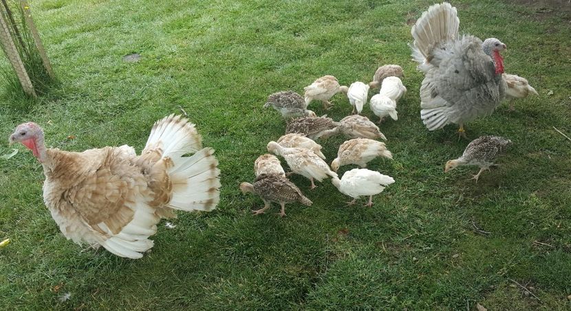  - a-Pui de Curcă 2018