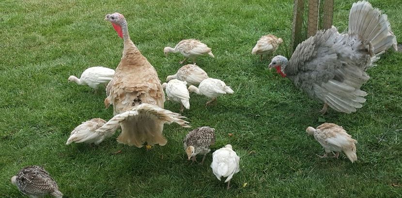  - a-Pui de Curcă 2018