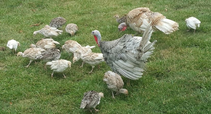  - a-Pui de Curcă 2018