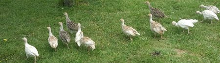  - a-Pui de Curcă 2018