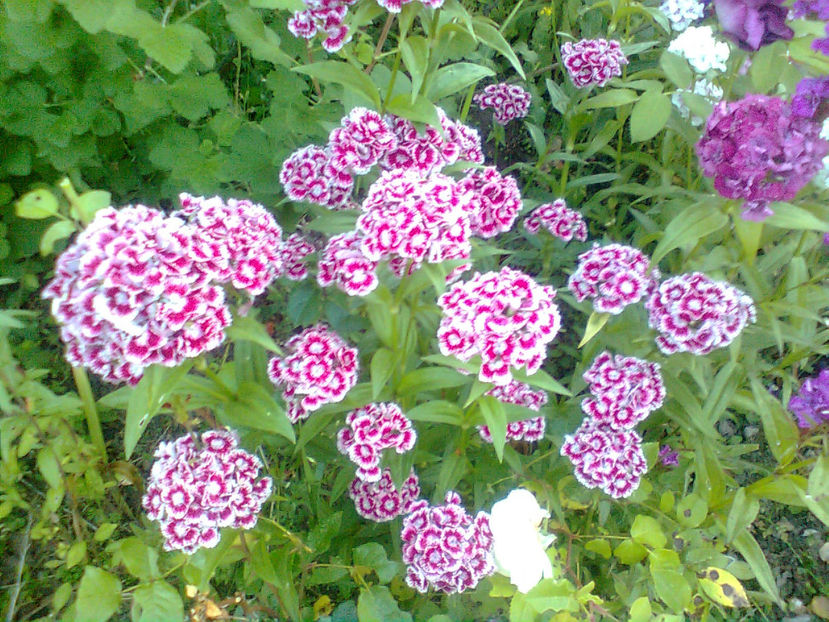  - Diferite flori din gradina mea -2018