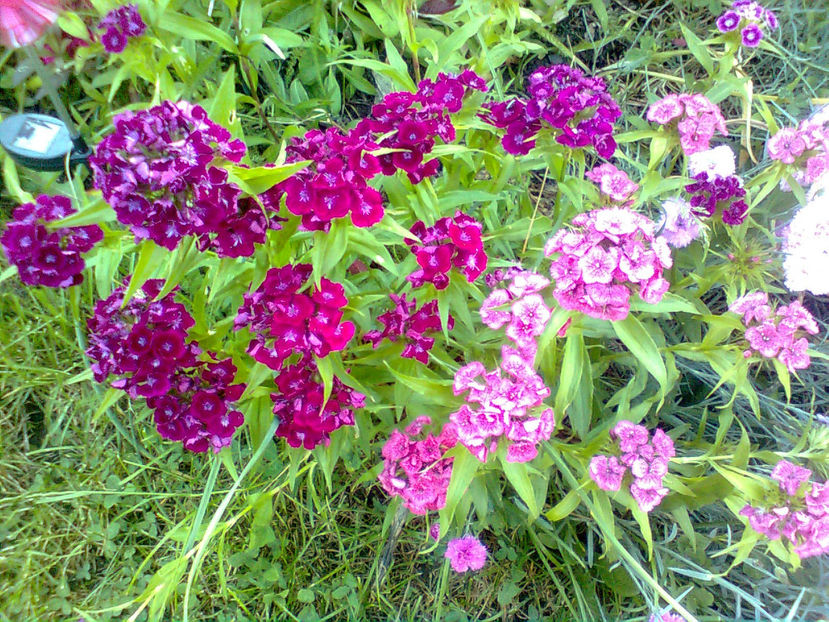  - Diferite flori din gradina mea -2018