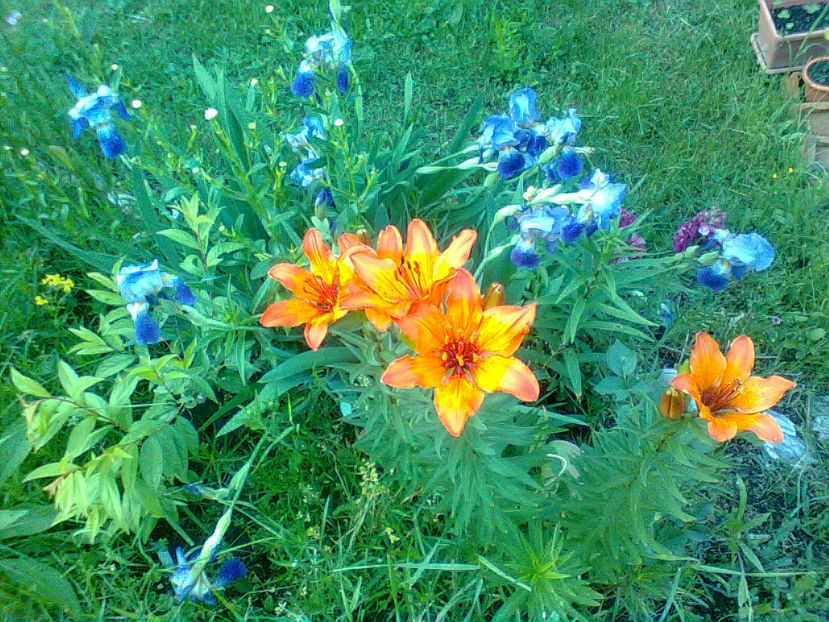  - Diferite flori din gradina mea -2018