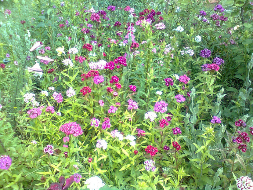  - Diferite flori din gradina mea -2018