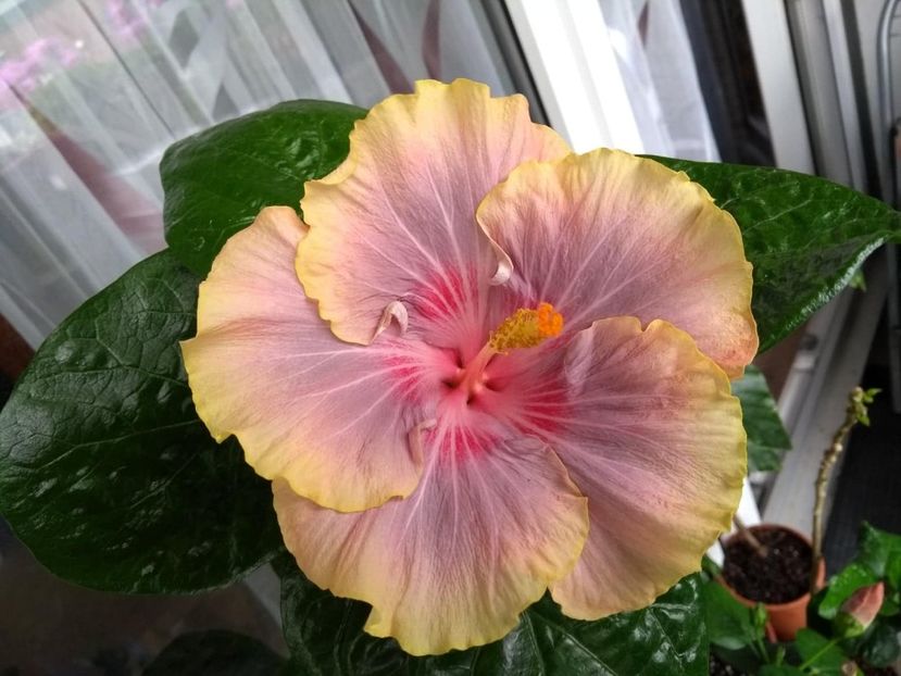 Persian Rug - 0Hibiscus in colectie infloriti