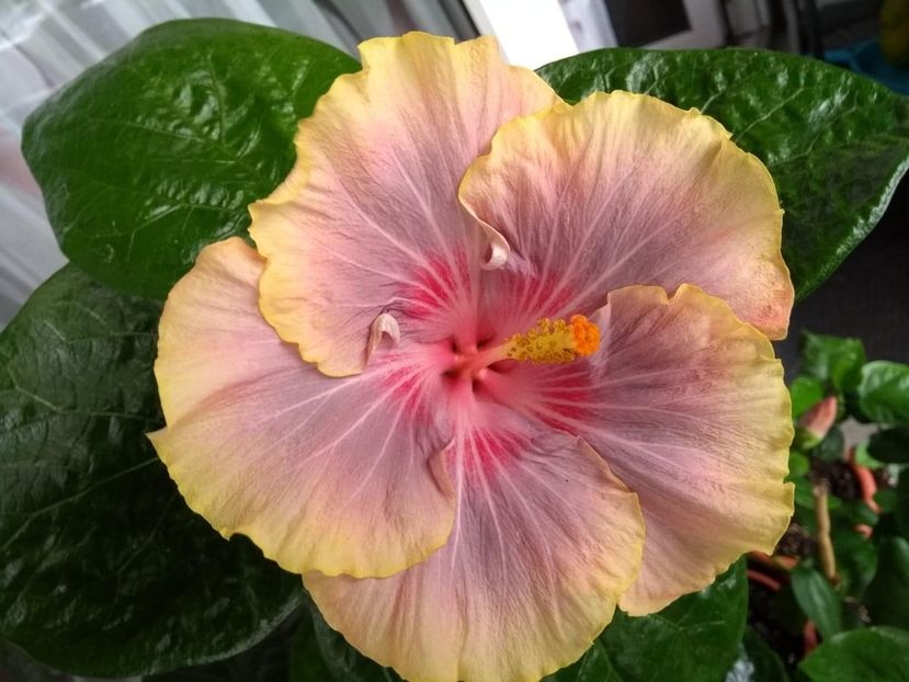 Persian Rug - 0Hibiscus in colectie infloriti