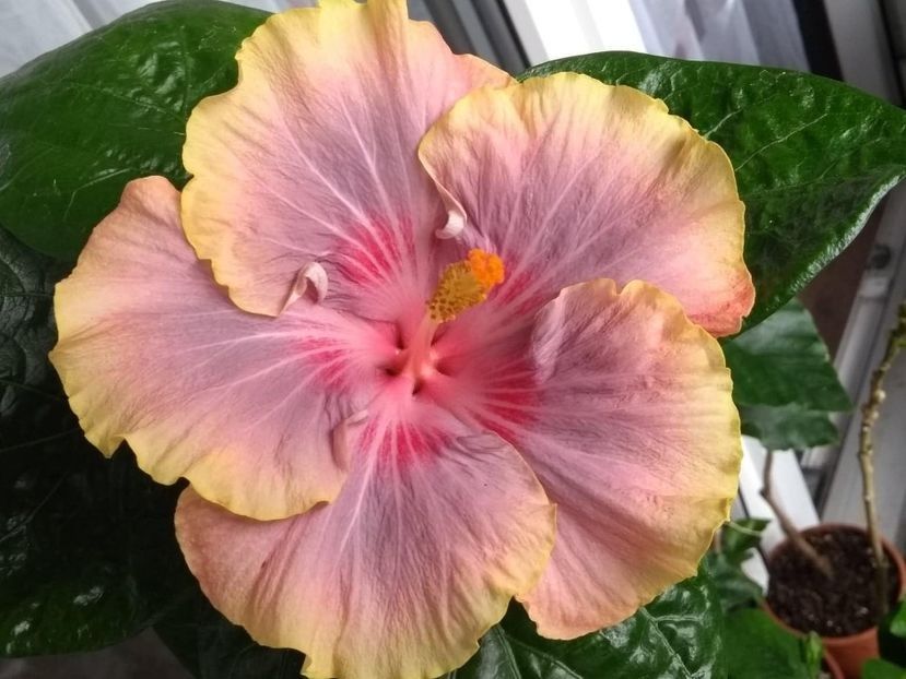 Persian Rug - 0Hibiscus in colectie infloriti