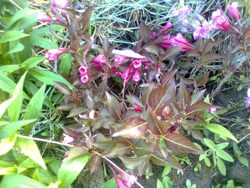 WEIGELA - VICTORIA - WEIGELA