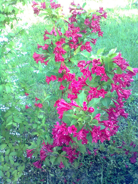  - WEIGELA