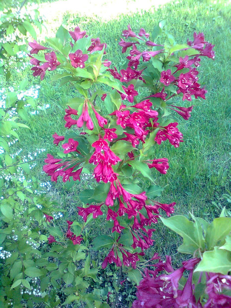  - WEIGELA