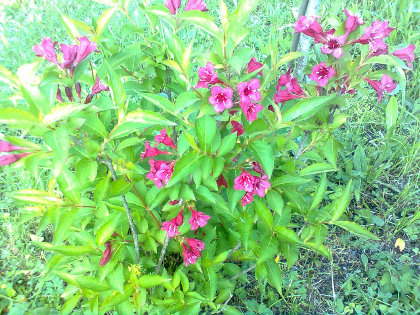  - WEIGELA