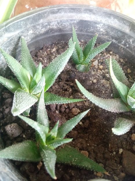 Haworthia - Haworthia