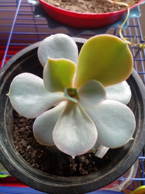 Echeveria Perle Von Nurnberg - Echeveria si alte suculente asemanatoare