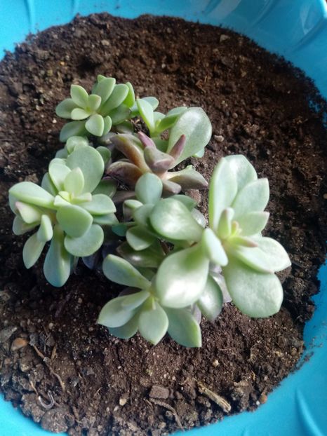 Graptoveria cv Purple Dream - Echeveria si alte suculente asemanatoare