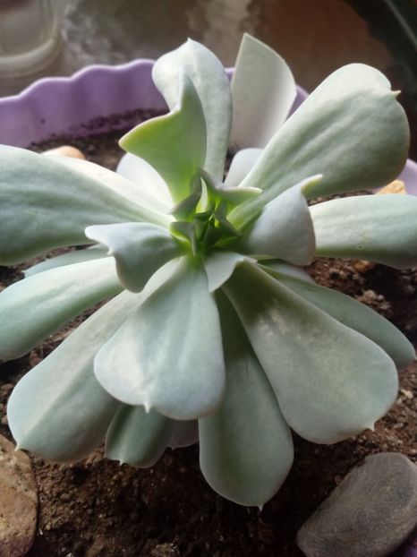Echeveria Runyonii Topsy Turvy - Echeveria si alte suculente asemanatoare