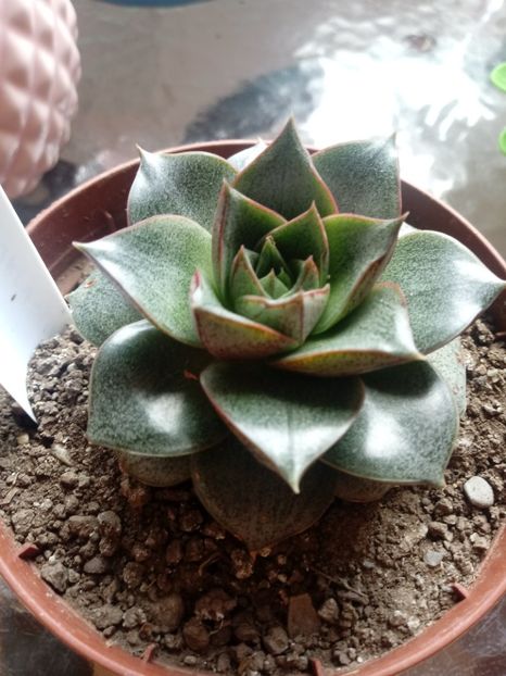 Echeveria Purpusorum Dionysos - Echeveria si alte suculente asemanatoare