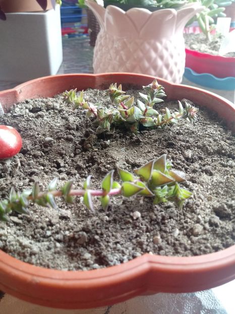 Crassula Buddy Tower Variegated-Red Paagoda - Crassula