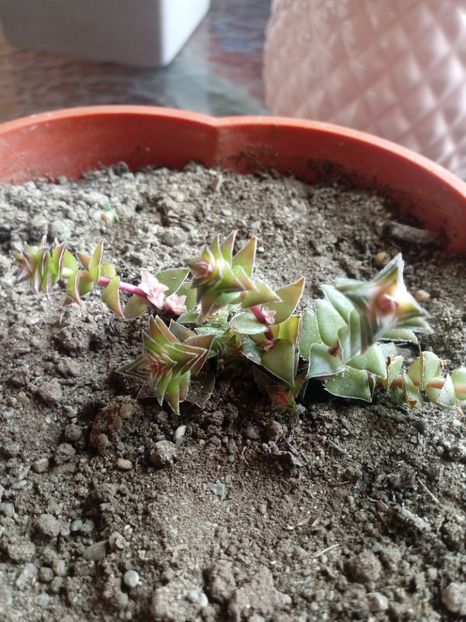 Crassula Buddy Tower Variegated-Red Paagoda - Crassula