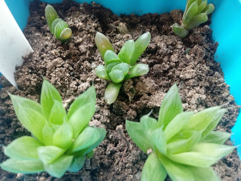 Haworthia Cooperii Obtusa - Haworthia