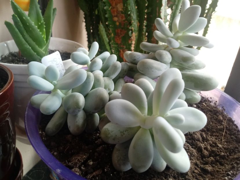 Pachyphytum Oviferum-Planta Drajeu - Echeveria si alte suculente asemanatoare