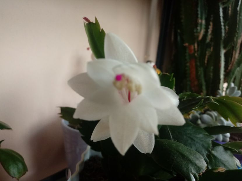 Schlumbergera - Schlumbergera