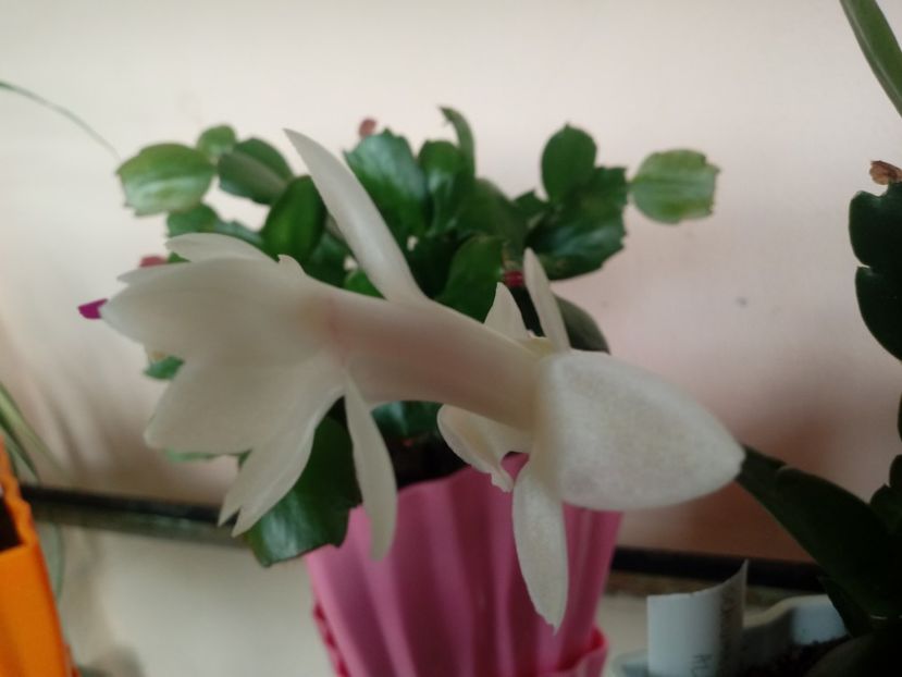 Schlumbergera - Schlumbergera