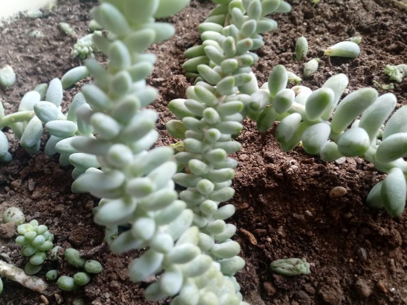 Sedum Morganianum - Sedum