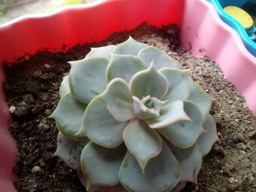 Echeveria Perle Von Nurnberg - Echeveria si alte suculente asemanatoare