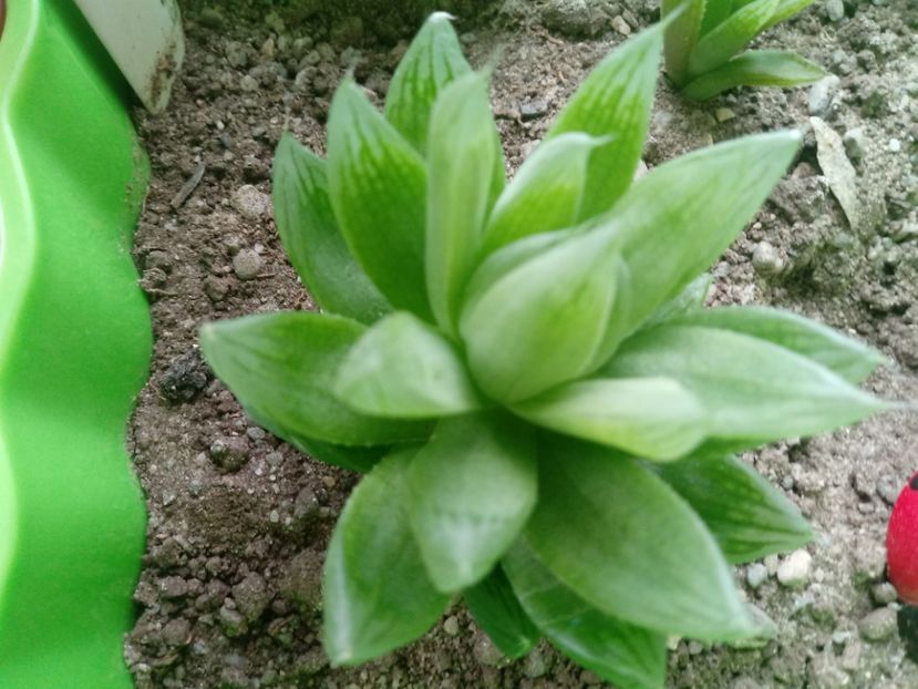 Haworthia Cymbiformis - Haworthia