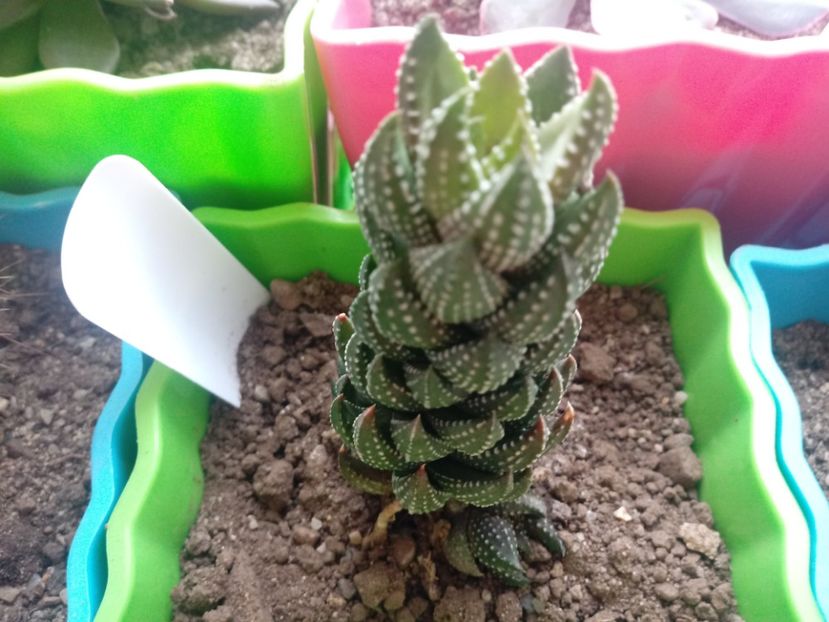 Haworthia Coarctata - Haworthia