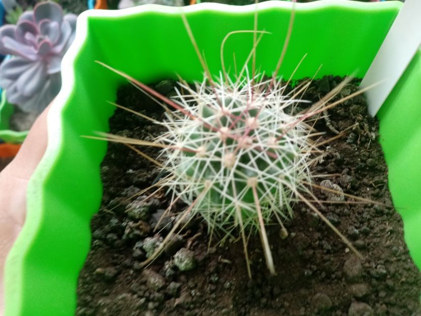 - Cactusi
