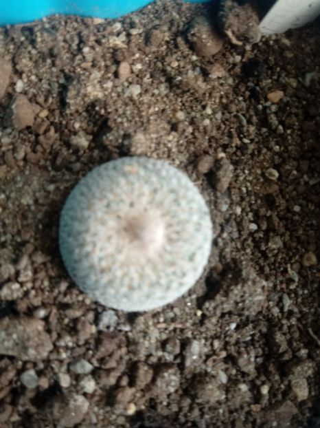 Epithelantha Micromeris - Cactusi