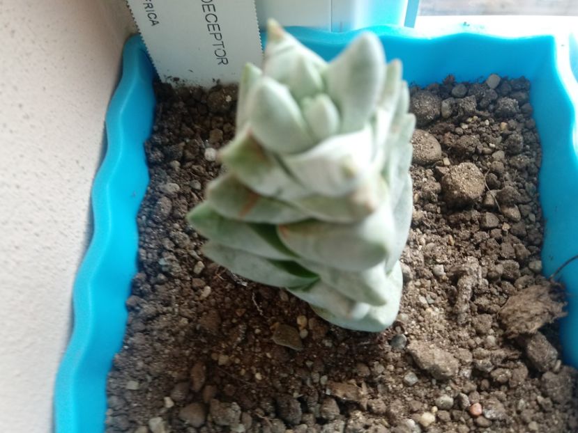 Crassula Deceptor - Crassula