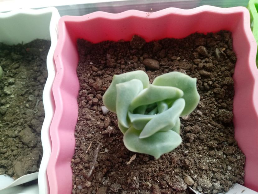Echeveria Lovely Roses - Echeveria si alte suculente asemanatoare