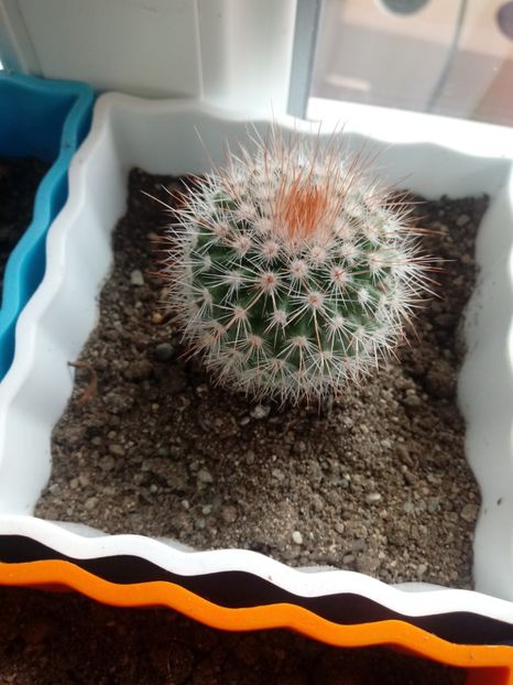 Mammillaria Spinosissima - Mammillaria