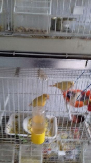 20180617_152003[1] - Malinois 2018 si Pui Hibrid sticlete - canarita