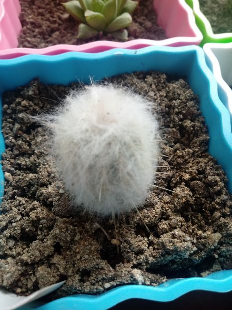 Oreocereus Trolii - Cactusi