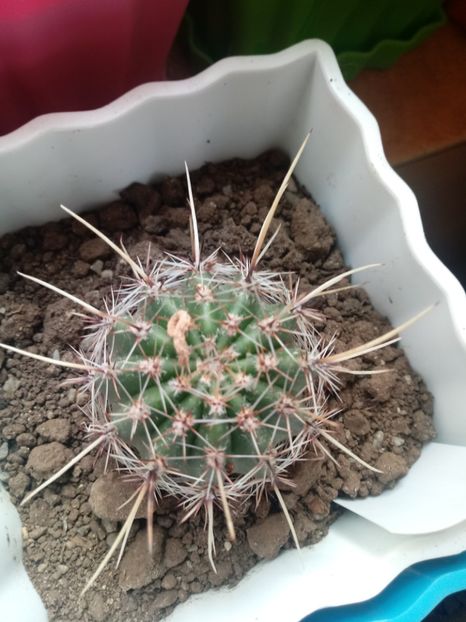  - Cactusi