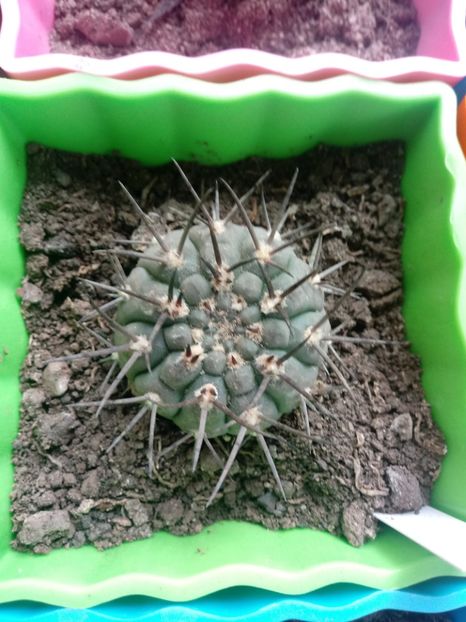Gymnocalycium Bodenbenderianum - Cactusi